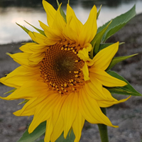 Sonnenblume